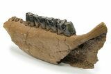 Fossil Rhino (Coelodonta) Right Mandible - Hungary #295837-1